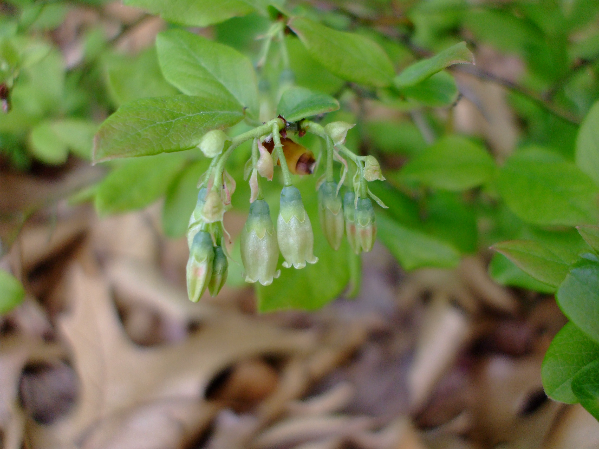 Vaccinium pallidum